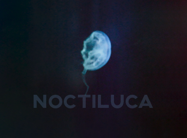 Noctiluca.art.group